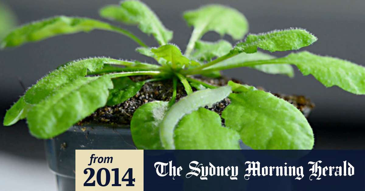 Video The plants that hear hungry caterpillars